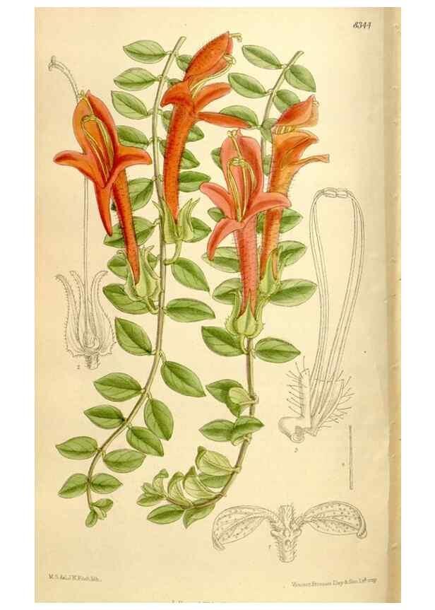 Reproducción/Reproduction 35246810443: Curtis's botanical magazine.. London ; New York [etc.] :Academic Press [etc.]