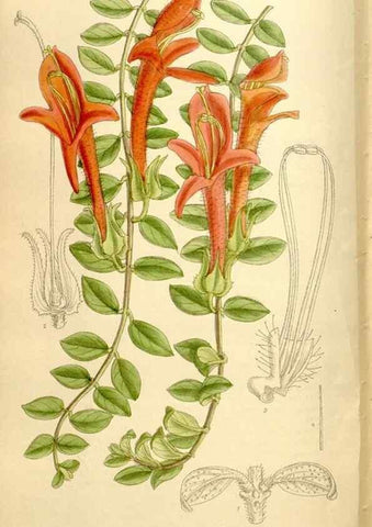 Reproducción/Reproduction 35246810443: Curtis's botanical magazine.. London ; New York [etc.] :Academic Press [etc.]