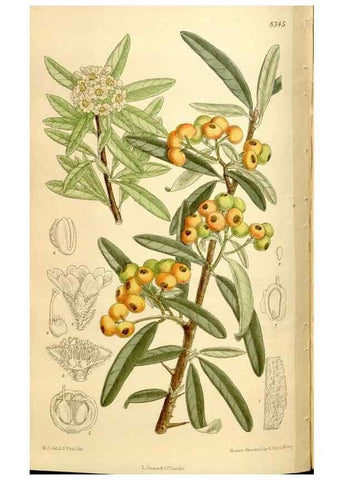 Reproducción/Reproduction 35246812143: Curtis's botanical magazine.. London ; New York [etc.] :Academic Press [etc.]