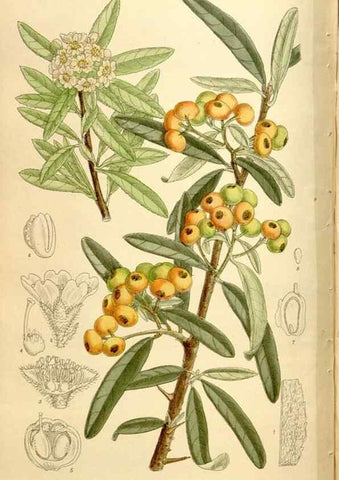 Reproducción/Reproduction 35246812143: Curtis's botanical magazine.. London ; New York [etc.] :Academic Press [etc.]