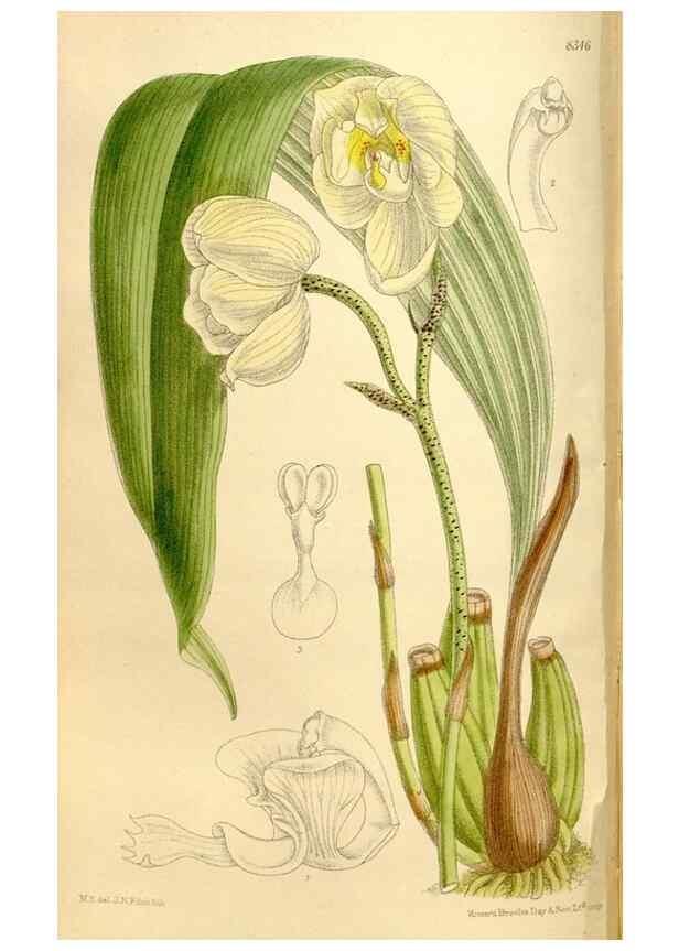 Reproducción/Reproduction 35922275441: Curtis's botanical magazine.. London ; New York [etc.] :Academic Press [etc.]