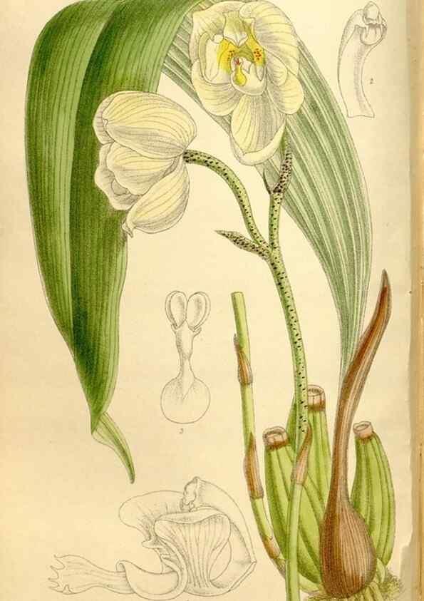 Reproducción/Reproduction 35922275441: Curtis's botanical magazine.. London ; New York [etc.] :Academic Press [etc.]