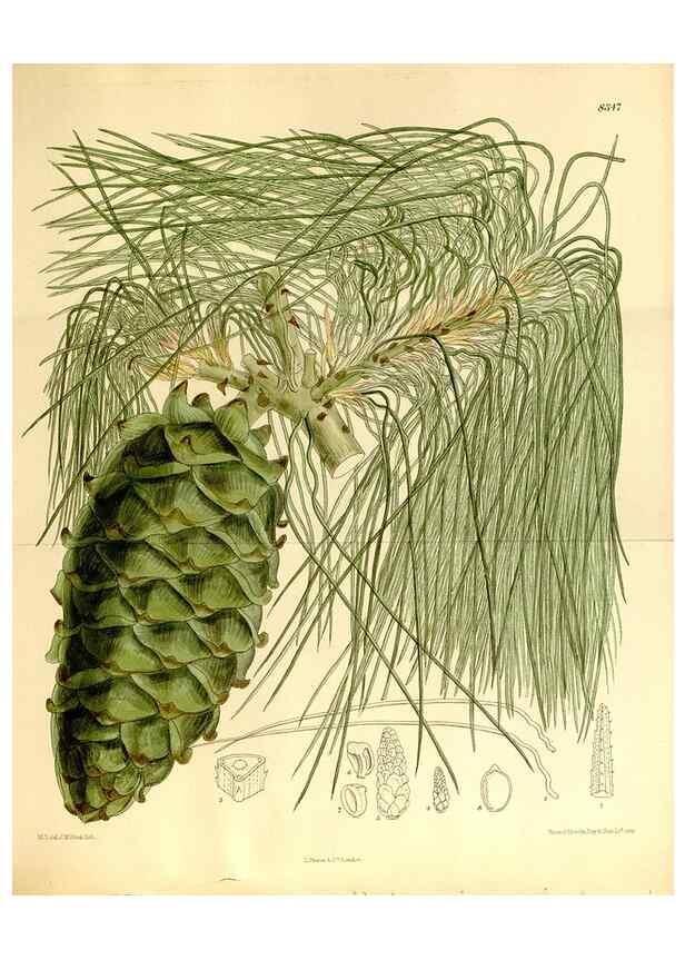 Reproducción/Reproduction 35922278121: Curtis's botanical magazine.. London ; New York [etc.] :Academic Press [etc.]