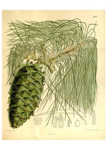 Reproducción/Reproduction 35922278121: Curtis's botanical magazine.. London ; New York [etc.] :Academic Press [etc.]