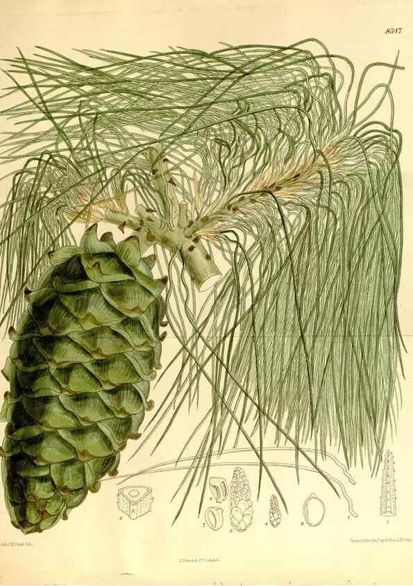 Reproducción/Reproduction 35922278121: Curtis's botanical magazine.. London ; New York [etc.] :Academic Press [etc.]
