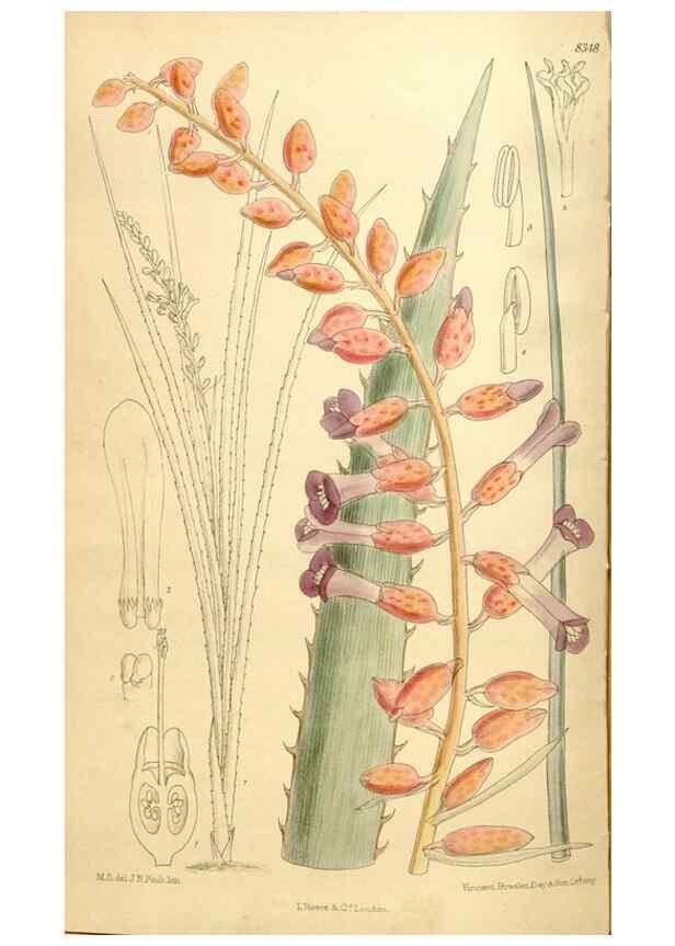 Reproducción/Reproduction 35246820033: Curtis's botanical magazine.. London ; New York [etc.] :Academic Press [etc.]