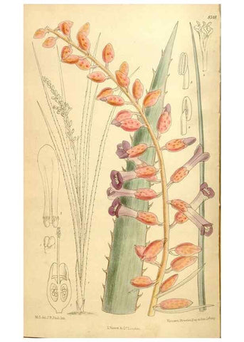 Reproducción/Reproduction 35246820033: Curtis's botanical magazine.. London ; New York [etc.] :Academic Press [etc.]