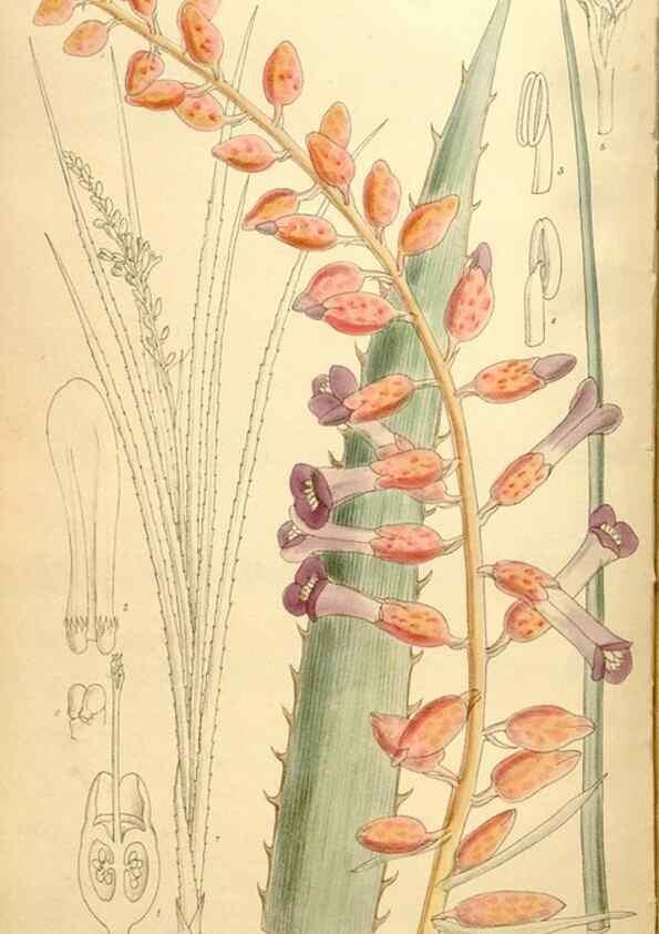 Reproducción/Reproduction 35246820033: Curtis's botanical magazine.. London ; New York [etc.] :Academic Press [etc.]