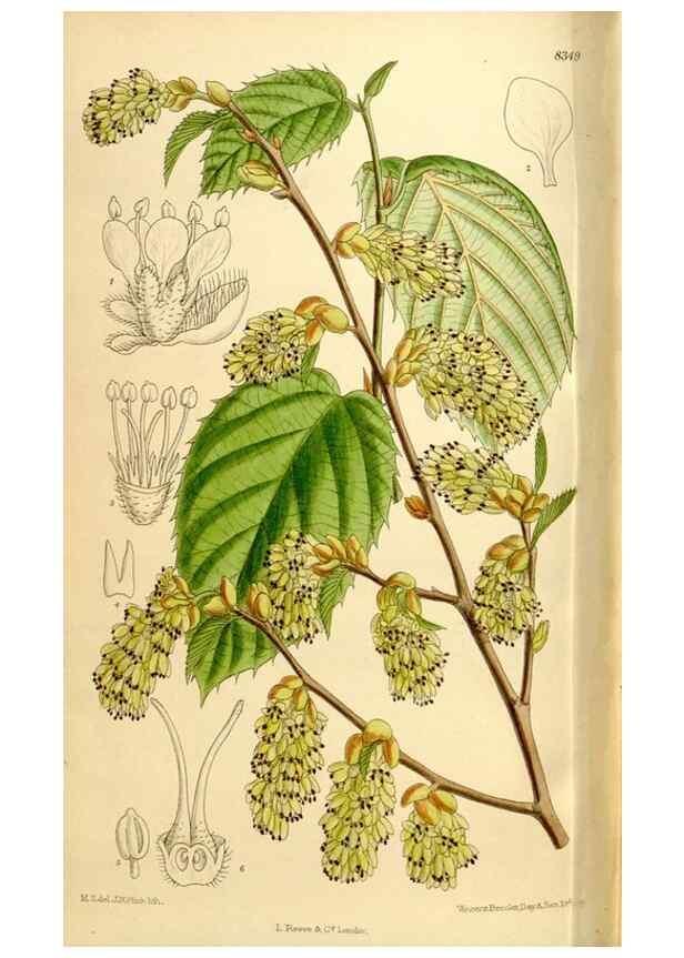 Reproducción/Reproduction 35246823153: Curtis's botanical magazine.. London ; New York [etc.] :Academic Press [etc.]