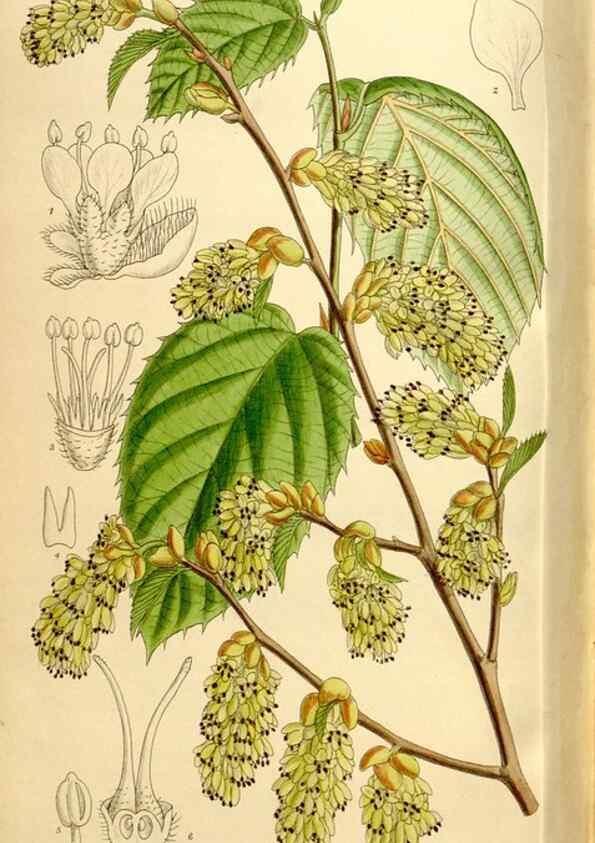 Reproducción/Reproduction 35246823153: Curtis's botanical magazine.. London ; New York [etc.] :Academic Press [etc.]