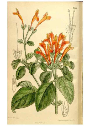 Reproducción/Reproduction 36055999205: Curtis's botanical magazine.. London ; New York [etc.] :Academic Press [etc.]