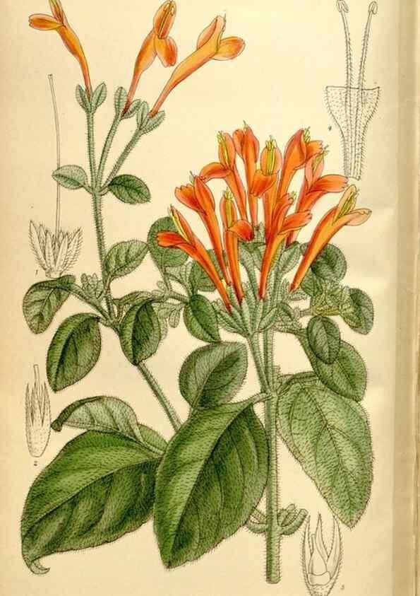 Reproducción/Reproduction 36055999205: Curtis's botanical magazine.. London ; New York [etc.] :Academic Press [etc.]
