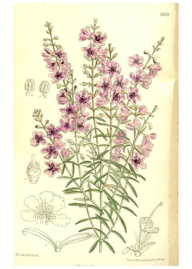Reproducción/Reproduction 35247035643: Curtis's botanical magazine.. London ; New York [etc.] :Academic Press [etc.]
