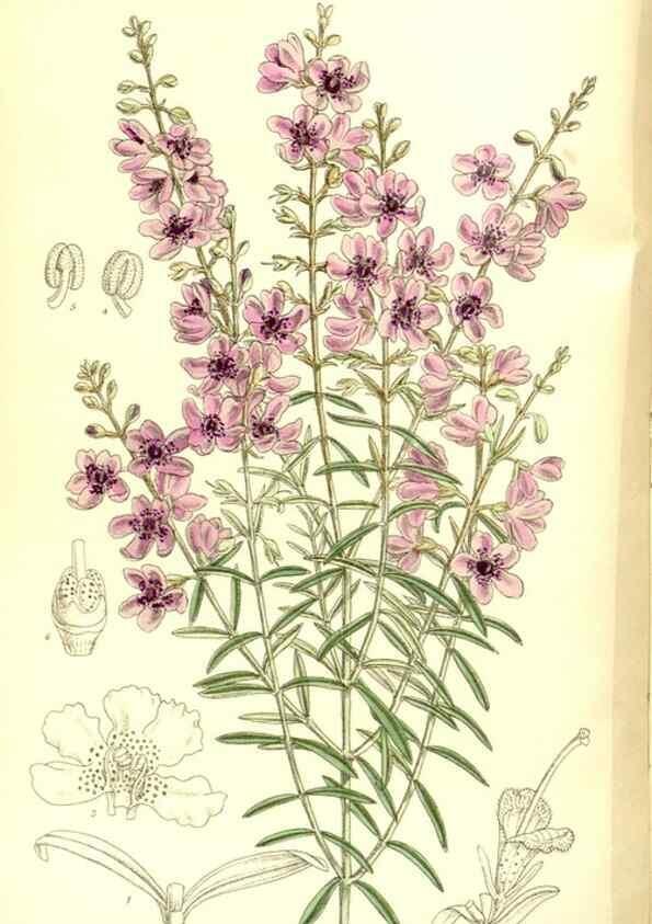 Reproducción/Reproduction 35247035643: Curtis's botanical magazine.. London ; New York [etc.] :Academic Press [etc.]