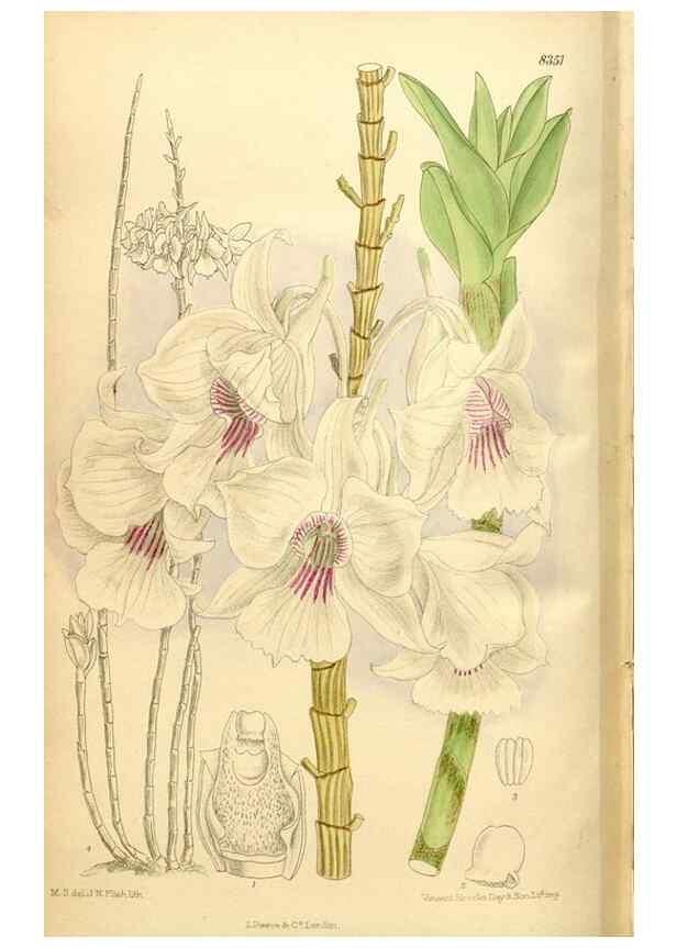Reproducción/Reproduction 36056000775: Curtis's botanical magazine.. London ; New York [etc.] :Academic Press [etc.]