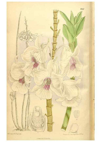 Reproducción/Reproduction 36056000775: Curtis's botanical magazine.. London ; New York [etc.] :Academic Press [etc.]