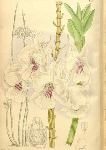 Reproducción/Reproduction 36056000775: Curtis's botanical magazine.. London ; New York [etc.] :Academic Press [etc.]