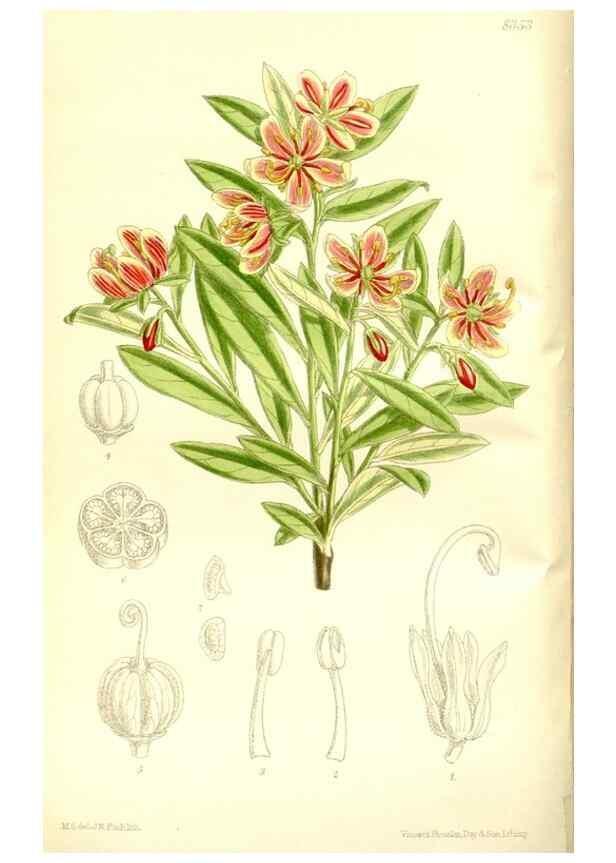 Reproducción/Reproduction 35216622164: Curtis's botanical magazine.. London ; New York [etc.] :Academic Press [etc.]