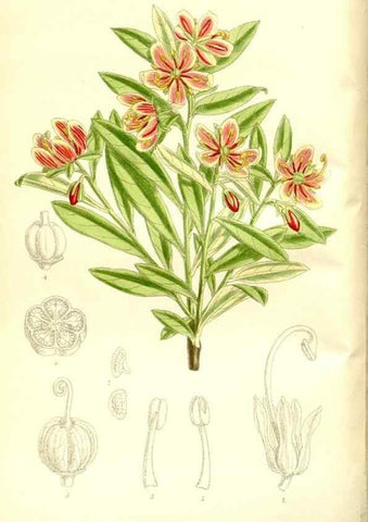 Reproducción/Reproduction 35216622164: Curtis's botanical magazine.. London ; New York [etc.] :Academic Press [etc.]