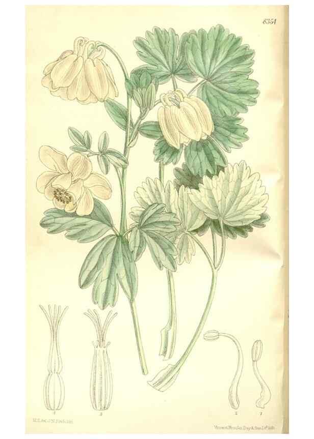 Reproducción/Reproduction 35216623134: Curtis's botanical magazine.. London ; New York [etc.] :Academic Press [etc.]