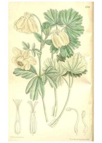 Reproducción/Reproduction 35216623134: Curtis's botanical magazine.. London ; New York [etc.] :Academic Press [etc.]