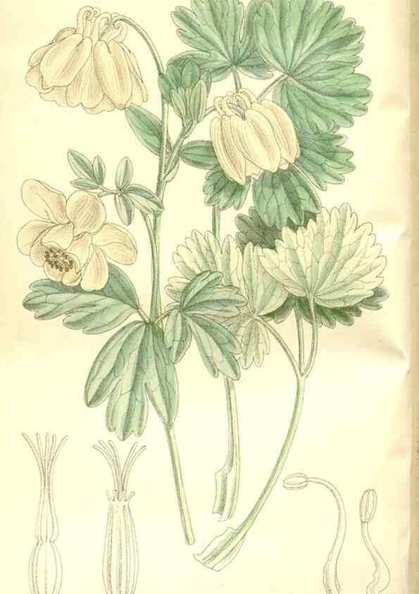 Reproducción/Reproduction 35216623134: Curtis's botanical magazine.. London ; New York [etc.] :Academic Press [etc.]