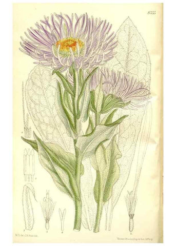Reproducción/Reproduction 35216625164: Curtis's botanical magazine.. London ; New York [etc.] :Academic Press [etc.]