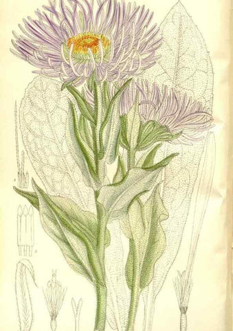 Reproducción/Reproduction 35216625164: Curtis's botanical magazine.. London ; New York [etc.] :Academic Press [etc.]