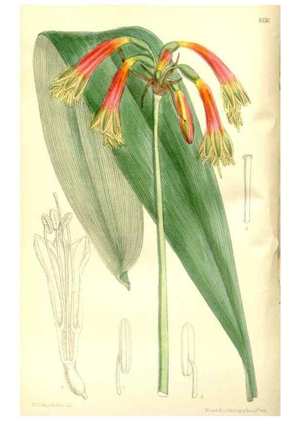 Reproducción/Reproduction 35666447680: Curtis's botanical magazine.. London ; New York [etc.] :Academic Press [etc.]
