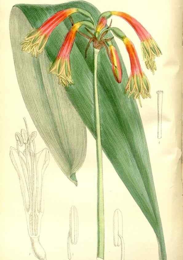 Reproducción/Reproduction 35666447680: Curtis's botanical magazine.. London ; New York [etc.] :Academic Press [etc.]