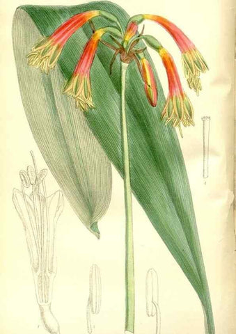 Reproducción/Reproduction 35666447680: Curtis's botanical magazine.. London ; New York [etc.] :Academic Press [etc.]