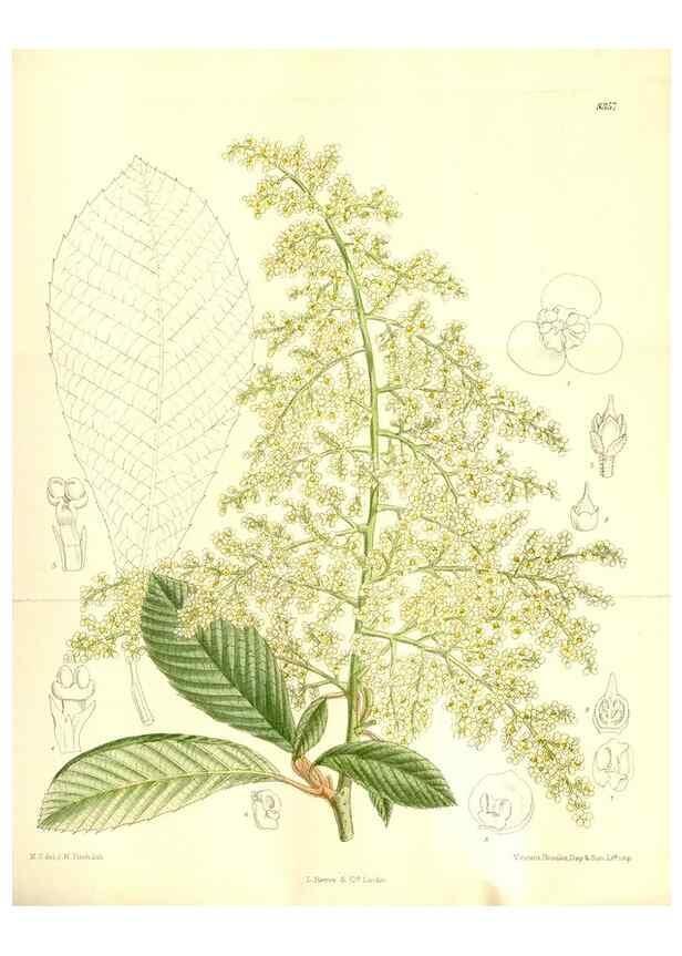 Reproducción/Reproduction 35666450460: Curtis's botanical magazine.. London ; New York [etc.] :Academic Press [etc.]
