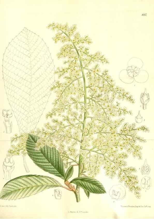 Reproducción/Reproduction 35666450460: Curtis's botanical magazine.. London ; New York [etc.] :Academic Press [etc.]