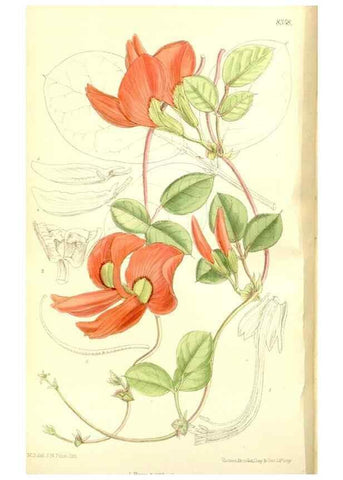 Reproducción/Reproduction 35216630074: Curtis's botanical magazine.. London ; New York [etc.] :Academic Press [etc.]
