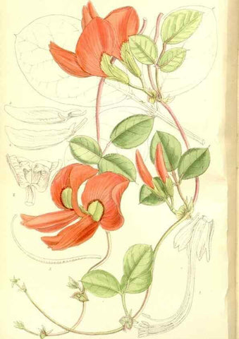 Reproducción/Reproduction 35216630074: Curtis's botanical magazine.. London ; New York [etc.] :Academic Press [etc.]