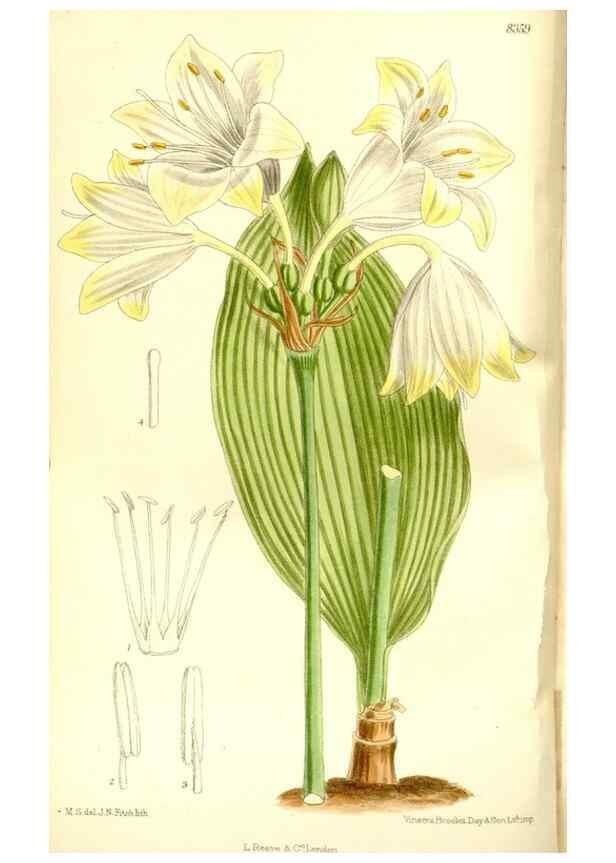 Reproducción/Reproduction 35216631644: Curtis's botanical magazine.. London ; New York [etc.] :Academic Press [etc.]