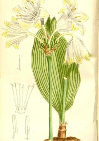 Reproducción/Reproduction 35216631644: Curtis's botanical magazine.. London ; New York [etc.] :Academic Press [etc.]