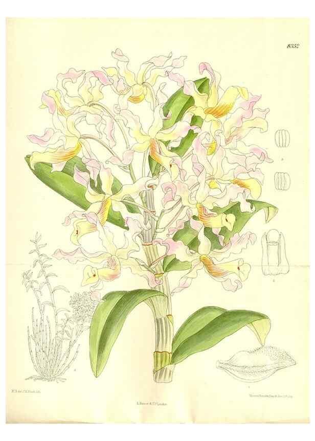 Reproducción/Reproduction 35666434310: Curtis's botanical magazine.. London ; New York [etc.] :Academic Press [etc.]