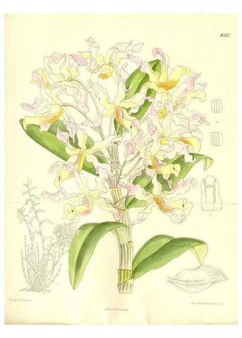 Reproducción/Reproduction 35666434310: Curtis's botanical magazine.. London ; New York [etc.] :Academic Press [etc.]