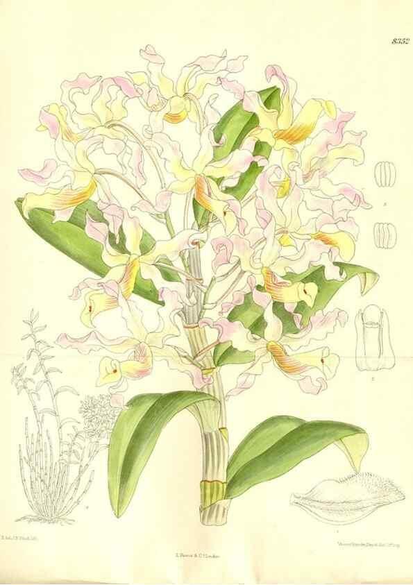 Reproducción/Reproduction 35666434310: Curtis's botanical magazine.. London ; New York [etc.] :Academic Press [etc.]