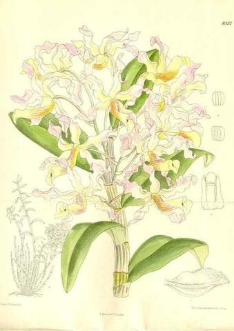 Reproducción/Reproduction 35666434310: Curtis's botanical magazine.. London ; New York [etc.] :Academic Press [etc.]
