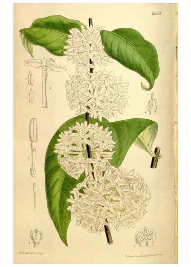 Reproducción/Reproduction 36014565036: Curtis's botanical magazine.. London ; New York [etc.] :Academic Press [etc.]
