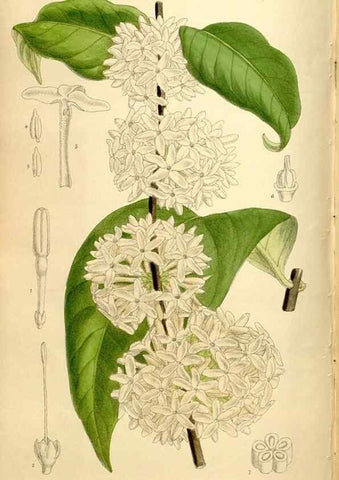 Reproducción/Reproduction 36014565036: Curtis's botanical magazine.. London ; New York [etc.] :Academic Press [etc.]