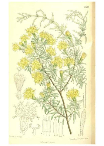 Reproducción/Reproduction 35247037093: Curtis's botanical magazine.. London ; New York [etc.] :Academic Press [etc.]