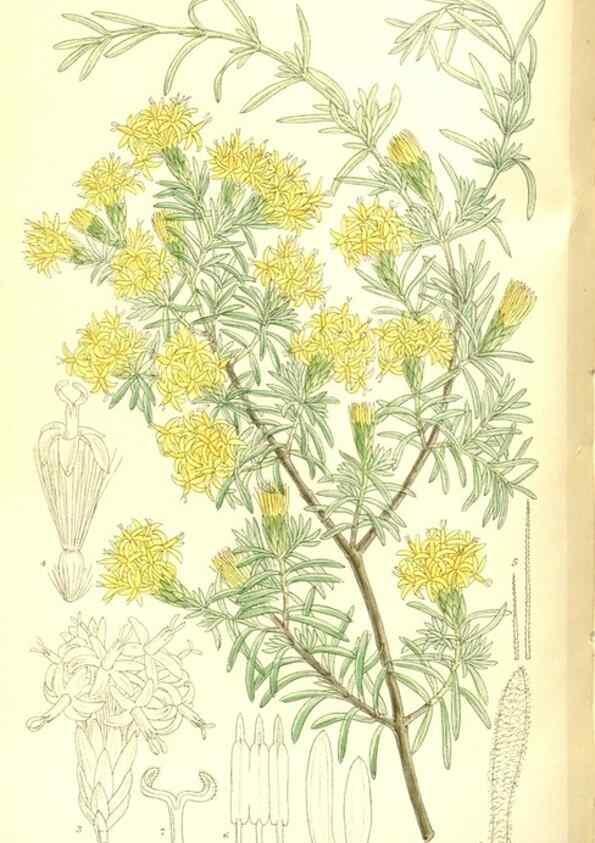 Reproducción/Reproduction 35247037093: Curtis's botanical magazine.. London ; New York [etc.] :Academic Press [etc.]