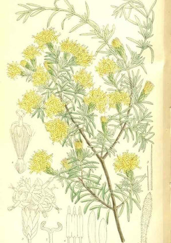 Reproducción/Reproduction 35247037093: Curtis's botanical magazine.. London ; New York [etc.] :Academic Press [etc.]