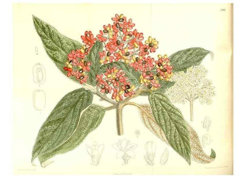 Reproducción/Reproduction 35247039433: Curtis's botanical magazine.. London ; New York [etc.] :Academic Press [etc.]