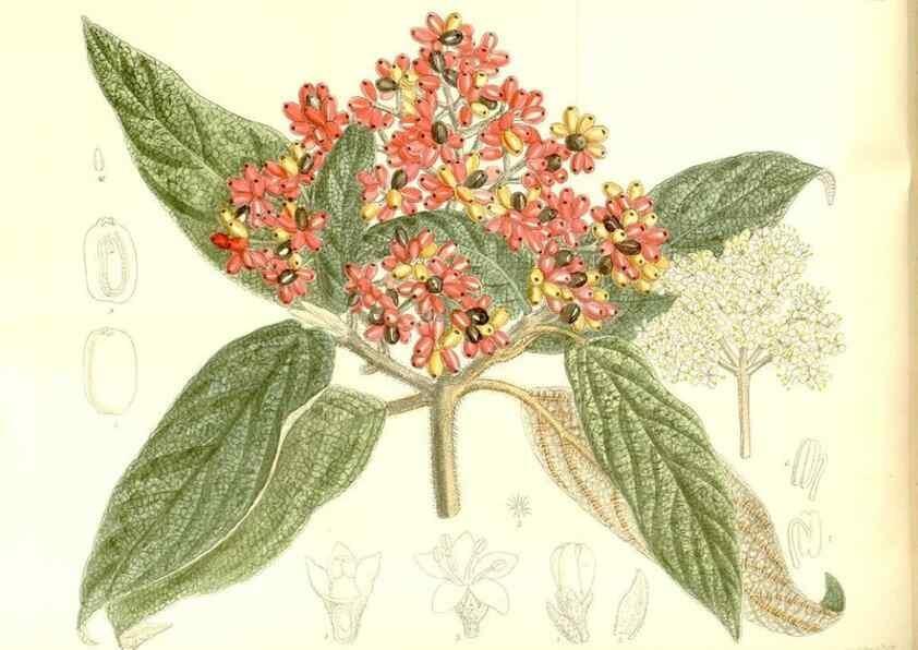 Reproducción/Reproduction 35247039433: Curtis's botanical magazine.. London ; New York [etc.] :Academic Press [etc.]