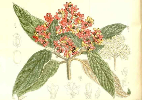 Reproducción/Reproduction 35247039433: Curtis's botanical magazine.. London ; New York [etc.] :Academic Press [etc.]