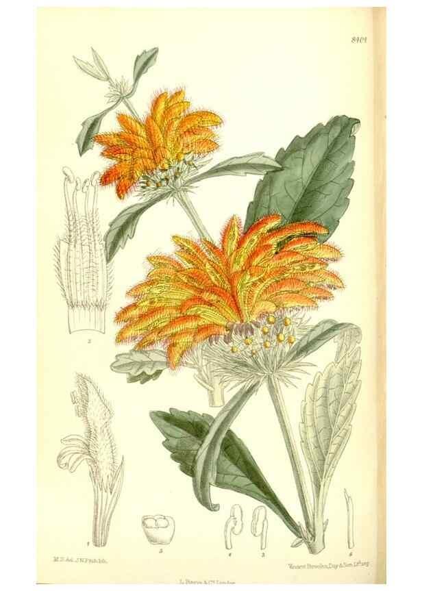Reproducción/Reproduction 36056244865: Curtis's botanical magazine.. London ; New York [etc.] :Academic Press [etc.]